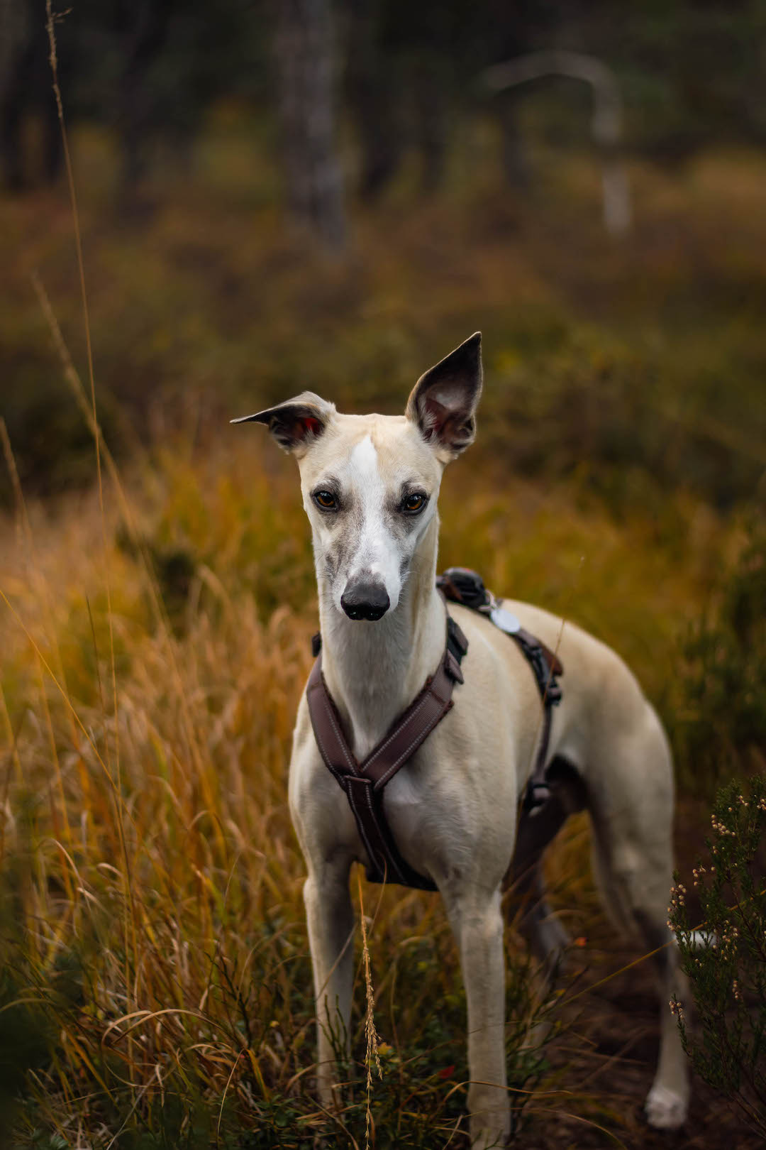 EarthPaws Y sele  - Whippet