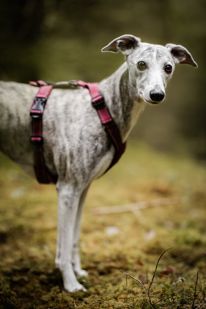EarthPaws Y sele  - Whippet