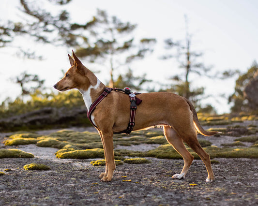 EarthPaws Y sele  - Whippet Berry